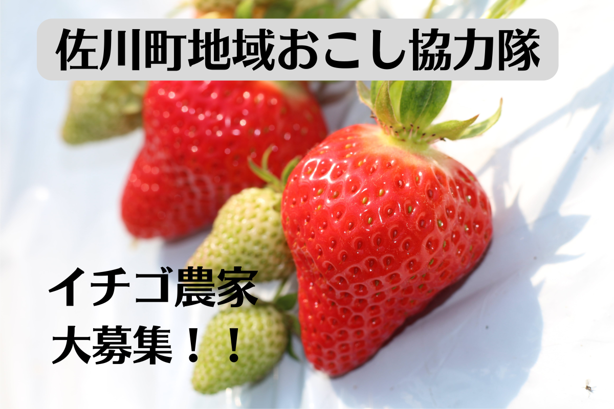 【佐川町地域おこし協力隊】イチゴで就農したい方大募集！