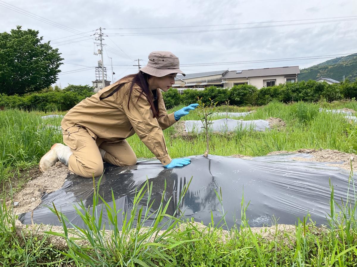 【北川村】ゆずの産地で「ゆず農家」を目指す/地域おこし協力隊を募集します！