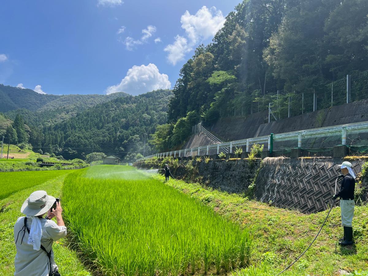 有機水菜