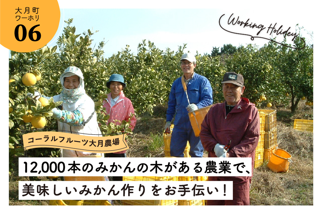 【大月町】みかんの木は圧巻の12,000本！一緒に美味しいみかんを収穫しましょう！