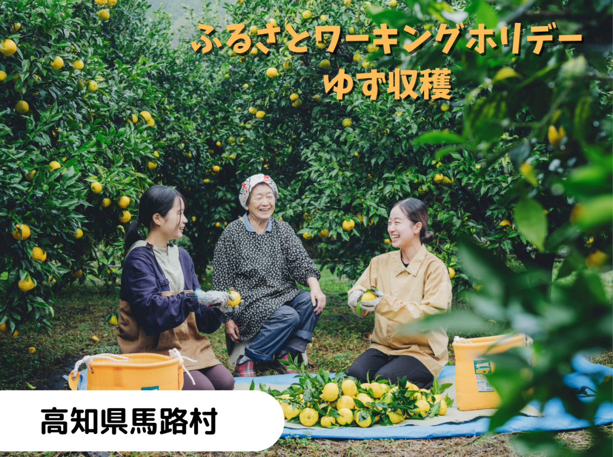 【馬路村】ふるさとワーキングホリデー「ゆず収穫」