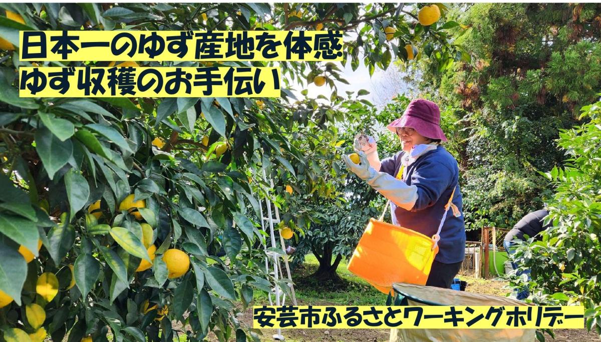 【安芸市】ふるさとワーキングホリデー　ゆず収穫