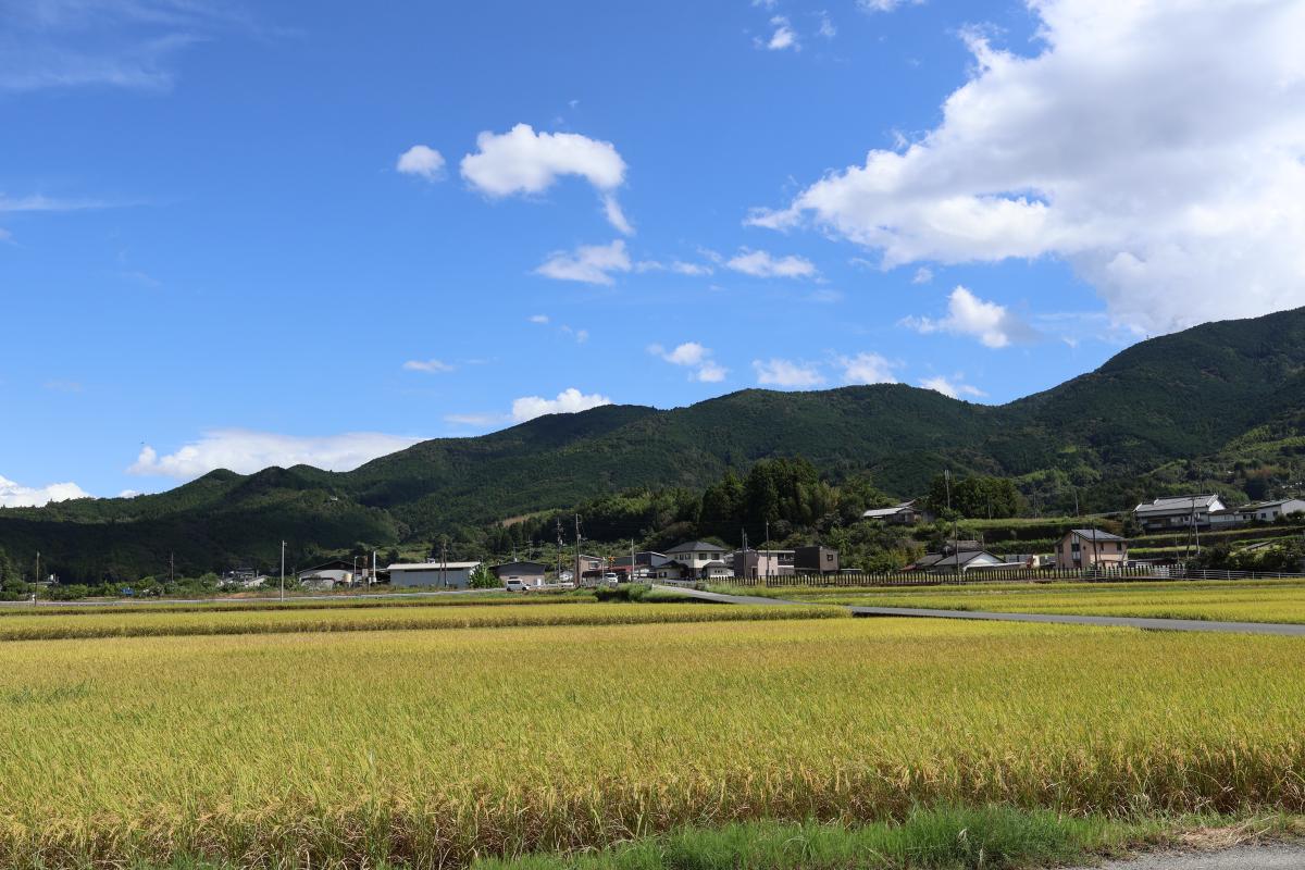 見事に色づく、地域の田んぼ