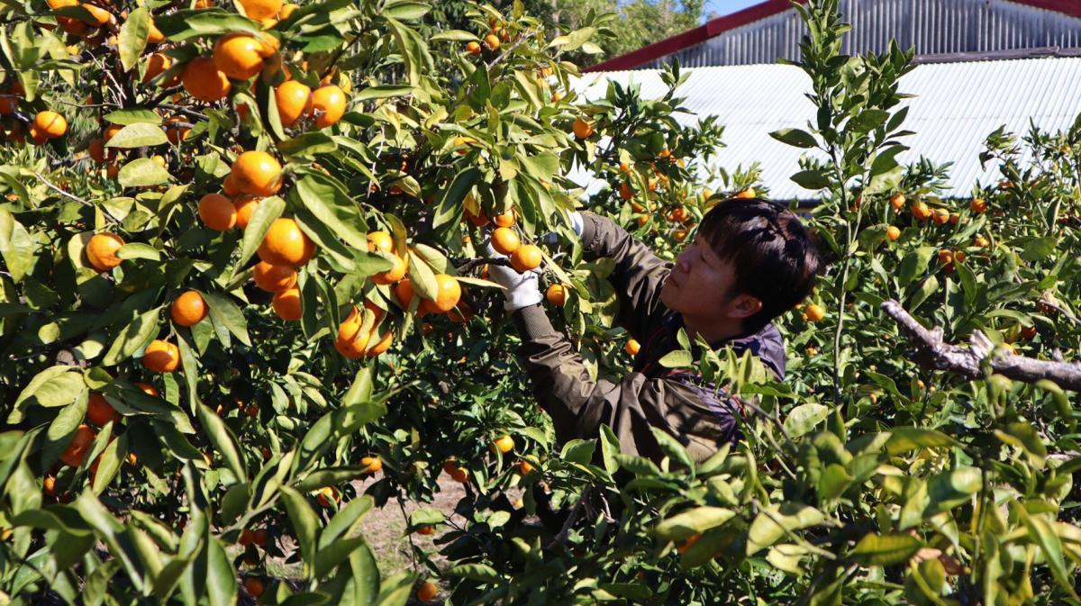 【香南市】私の家のみかん畑で収穫のお手伝いをしていただける方を募集しています