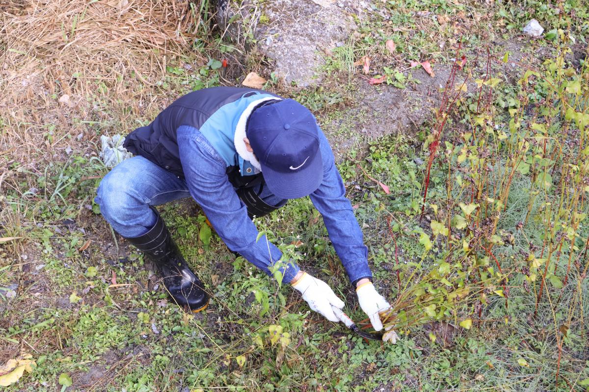 鎌を使って収穫