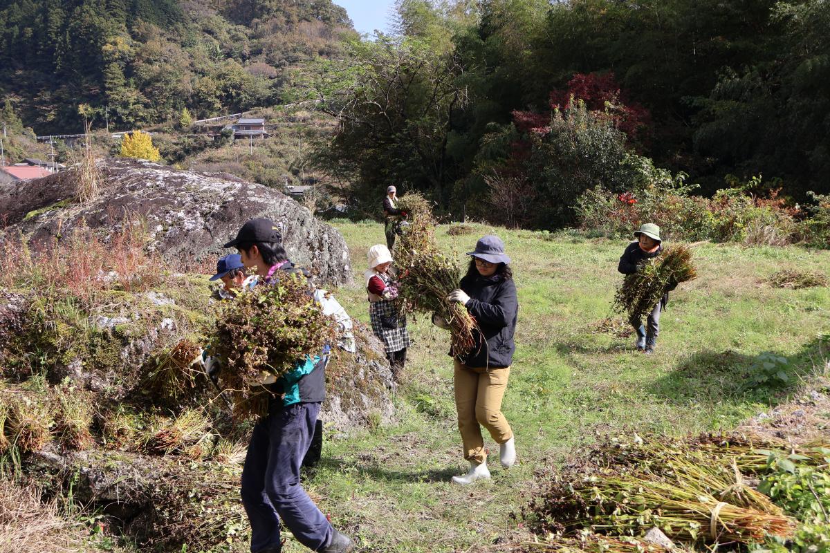 刈り取った後は一ヵ所に集めます