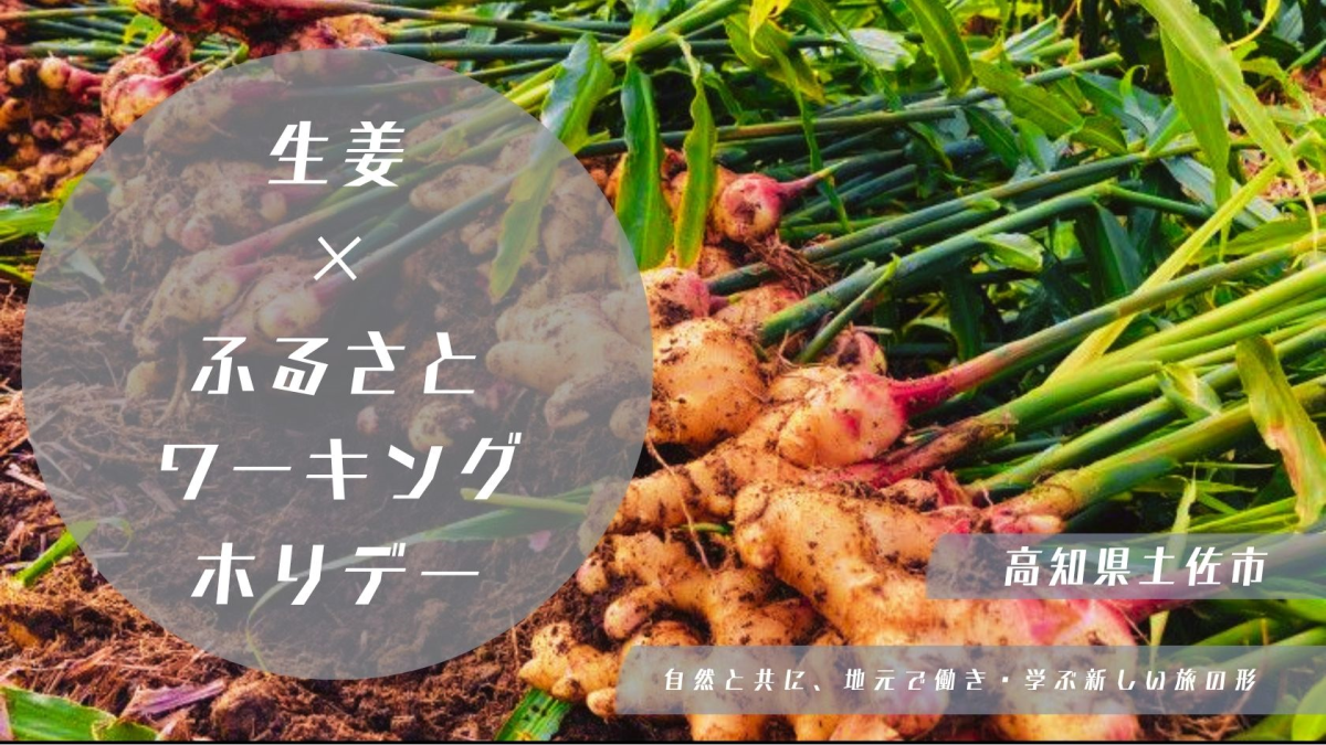 【未経験者も歓迎！高知県土佐市】土佐の生姜を知る！ふるさとワーホリで暮らしながら収穫体験！
