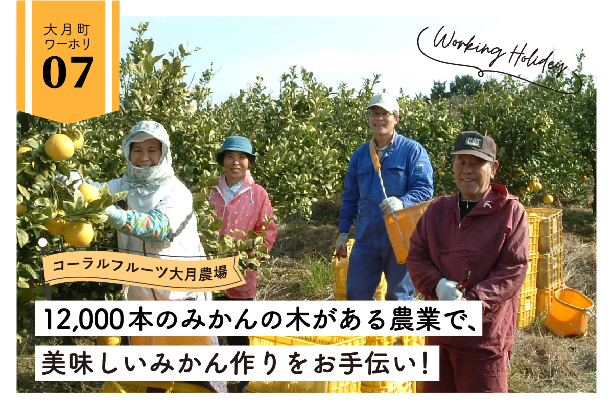 【大月町】みかんの木は圧巻の12,000本！一緒に美味しいみかんを収穫しましょう！