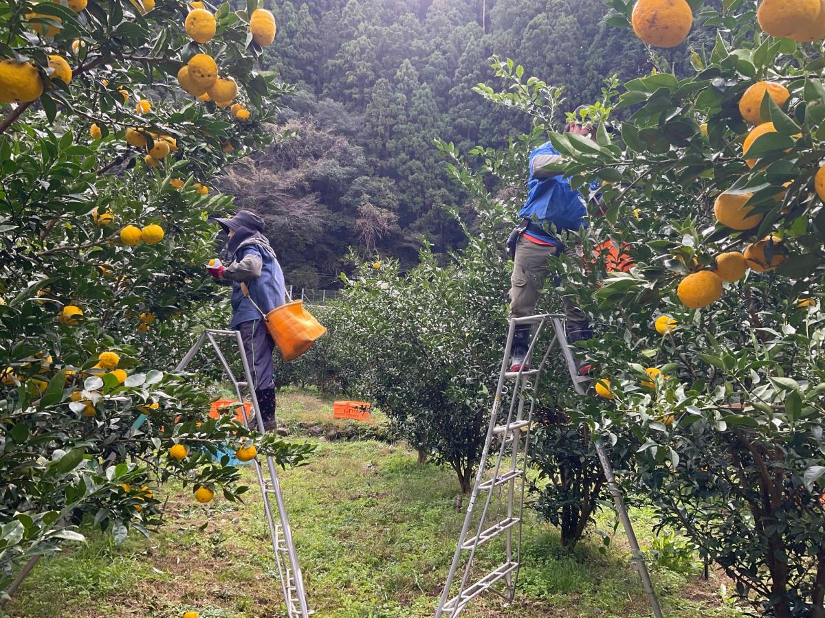 日本有数のゆずの産地・北川村