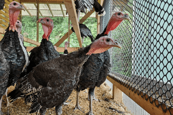 高知県産の七面鳥「しまんとターキー」を世界に！！