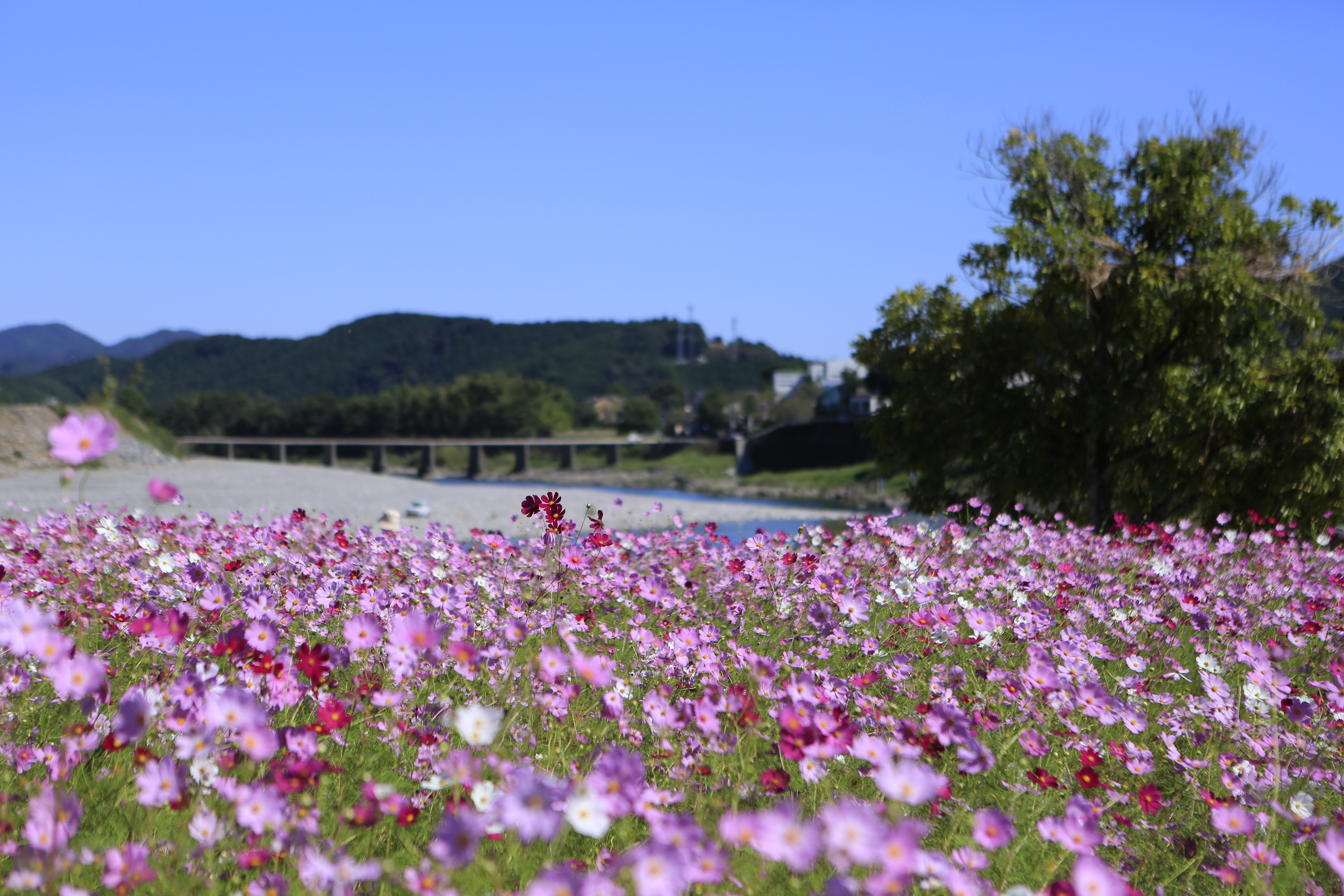 越知町コスモス