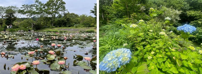 星ヶ丘公園