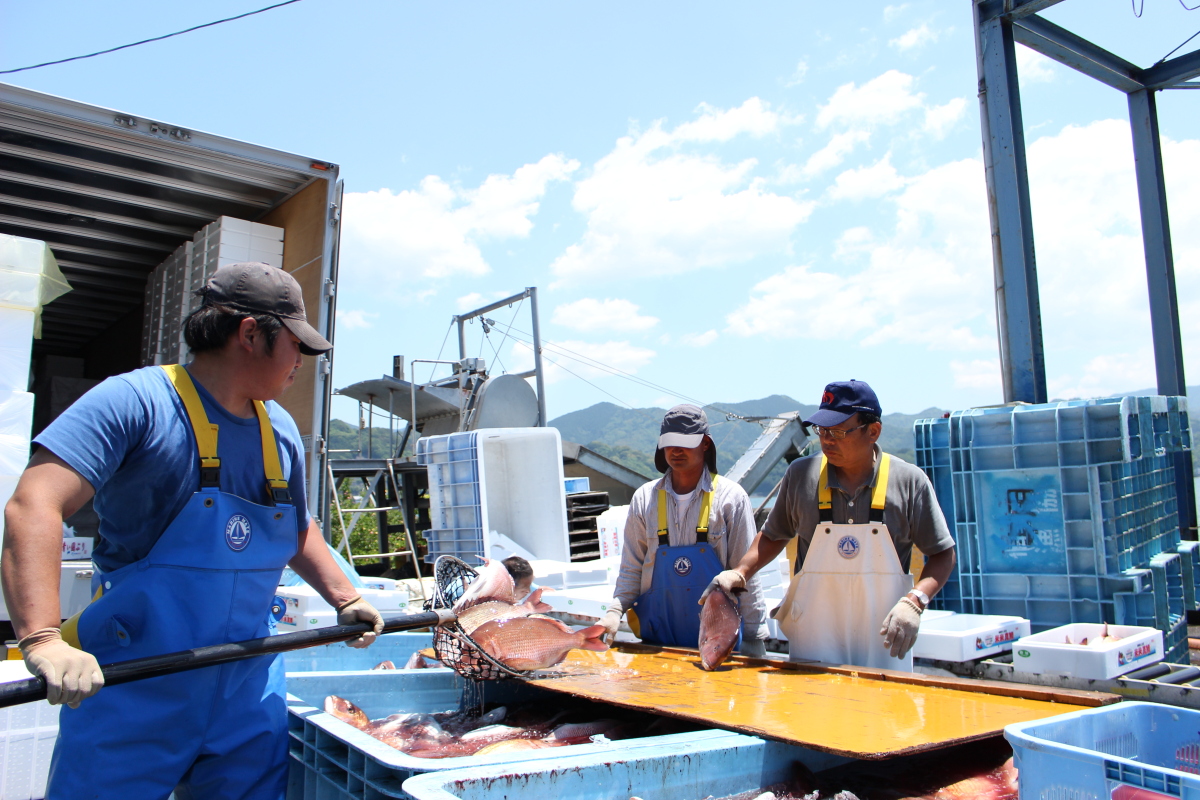 高知の良質な魚を全国へ！目指すは世界！