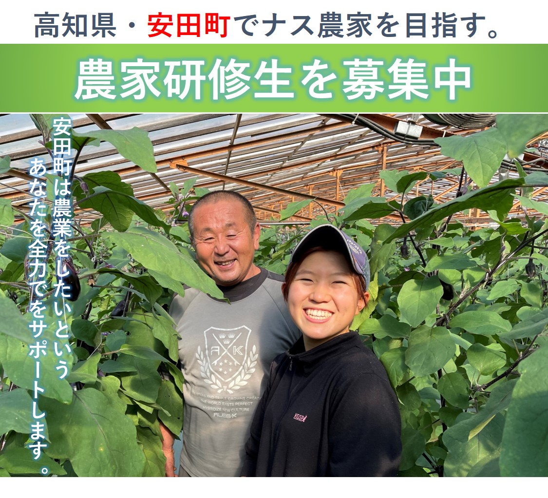 【安田町】『ナス農家を目指す。』農家研修生を募集中！