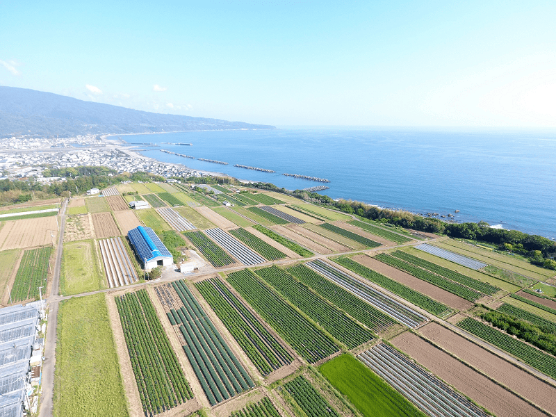 田野町