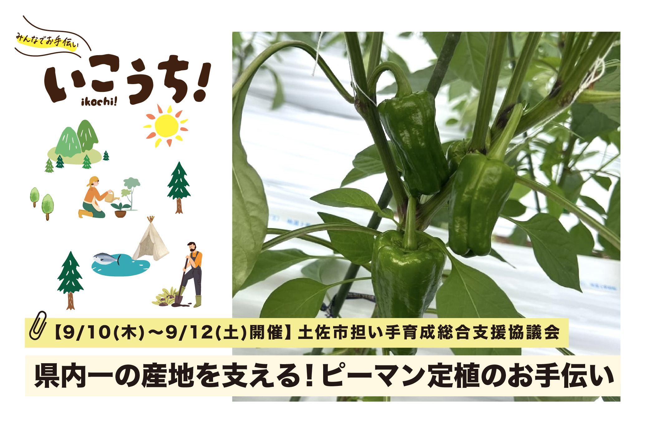ピーマン