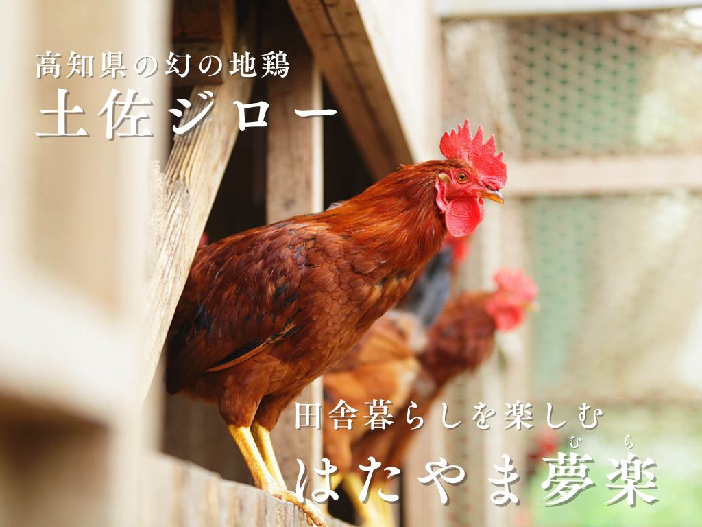 【地鶏の養鶏（飼養管理）、食肉加工、事務】田舎暮らしの好きな方求ム◆経験不問◆料理人や食通を虜にする地鶏「土佐ジロー」の生産から加工、販売まで六次産業化を手掛ける仕事です。