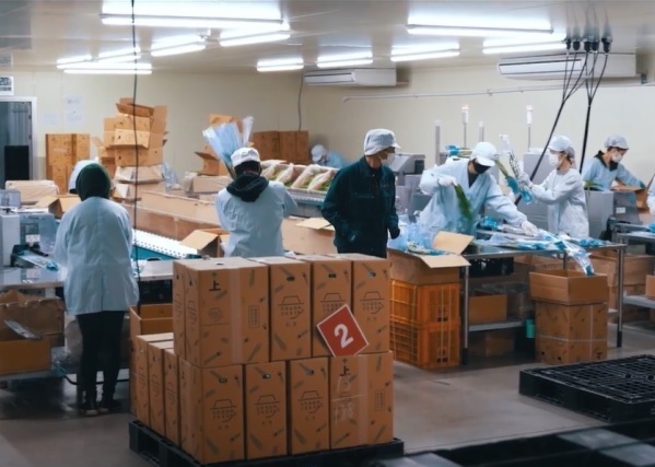【販売担当・営業職】経験不問◆年間休日118日◆転勤なし◆高知県ワークライフバランス推進認証企業◆「農業×商流」で、高知の野菜を全国各地へ届け、日本の食を支える仕事です。